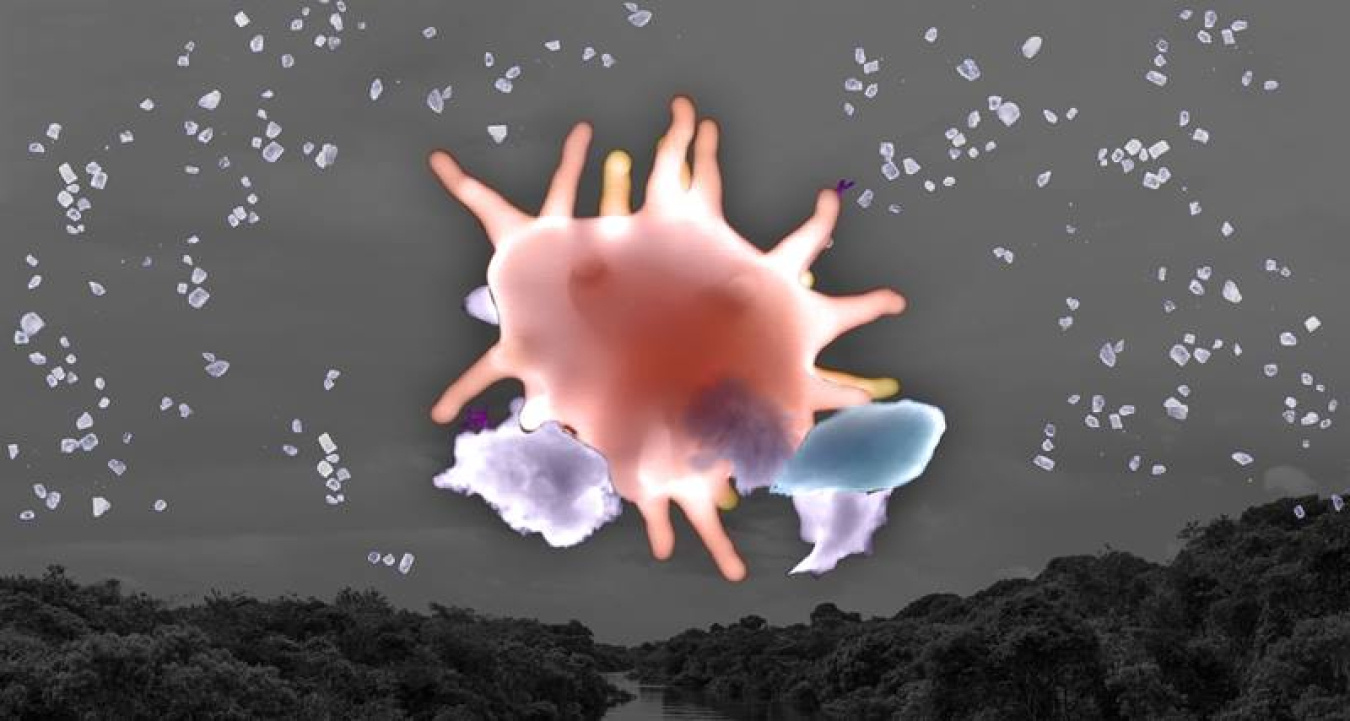 Contrary to previous theories, fungal spores-rather than sea salt-contribute the most to atmospheric sodium salt particles over the pristine Amazon basin, according to recent findings from an international team of scientists.