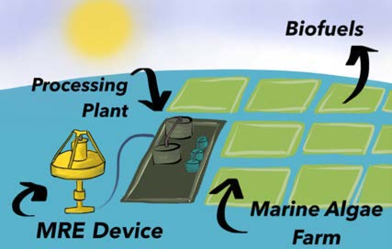 Graphic illustrating Marine Algae.