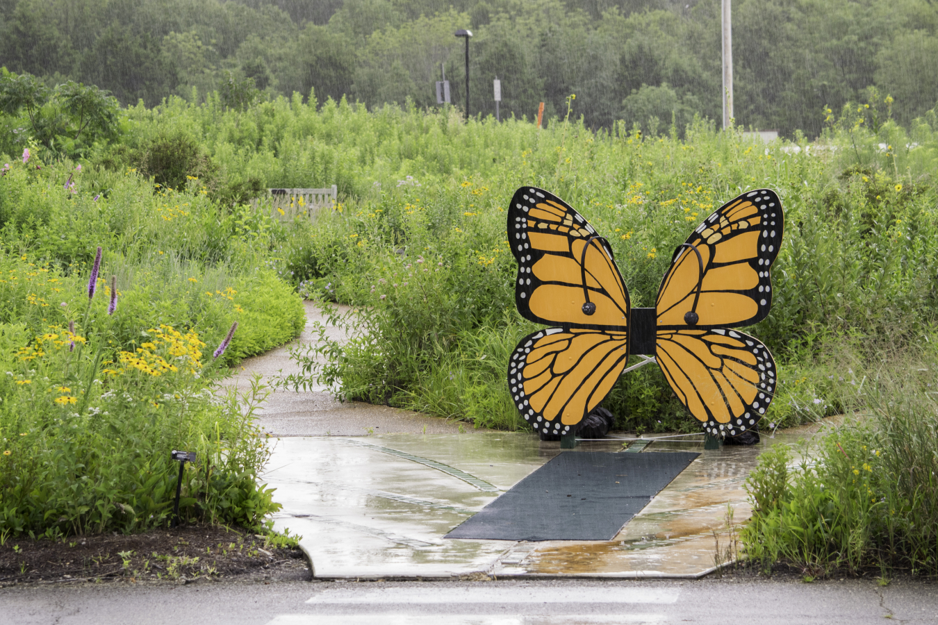 Native plant educational garden.