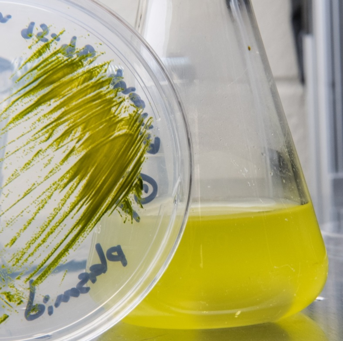 a petri dish a and a vial with Algal strains.