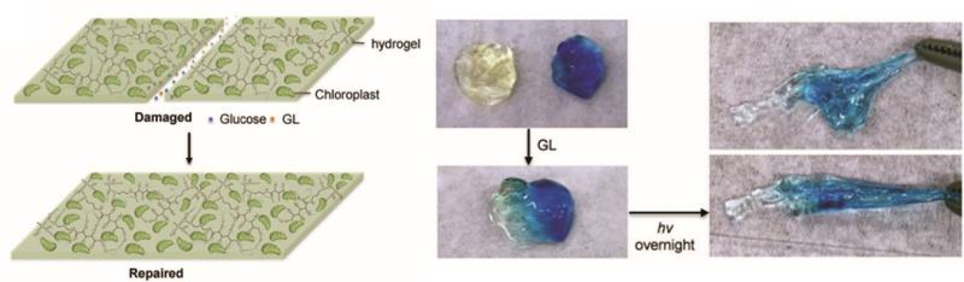 Learning from plant biology, hydrogel materials containing chloroplasts extracted from spinach demonstrate a self-healing mechanism controlled by carbon dioxide fixing.