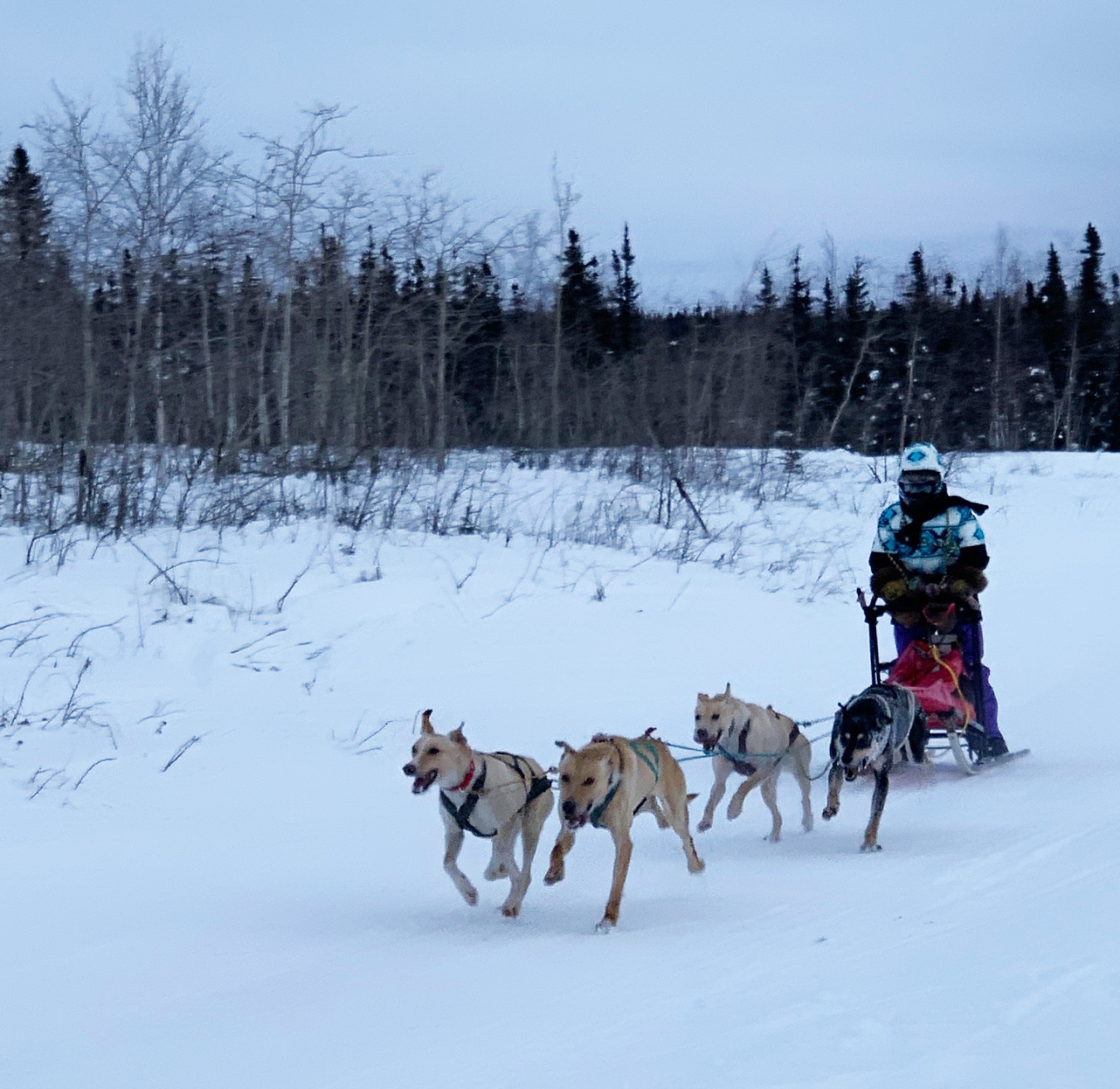 Mushing races in Huslia.