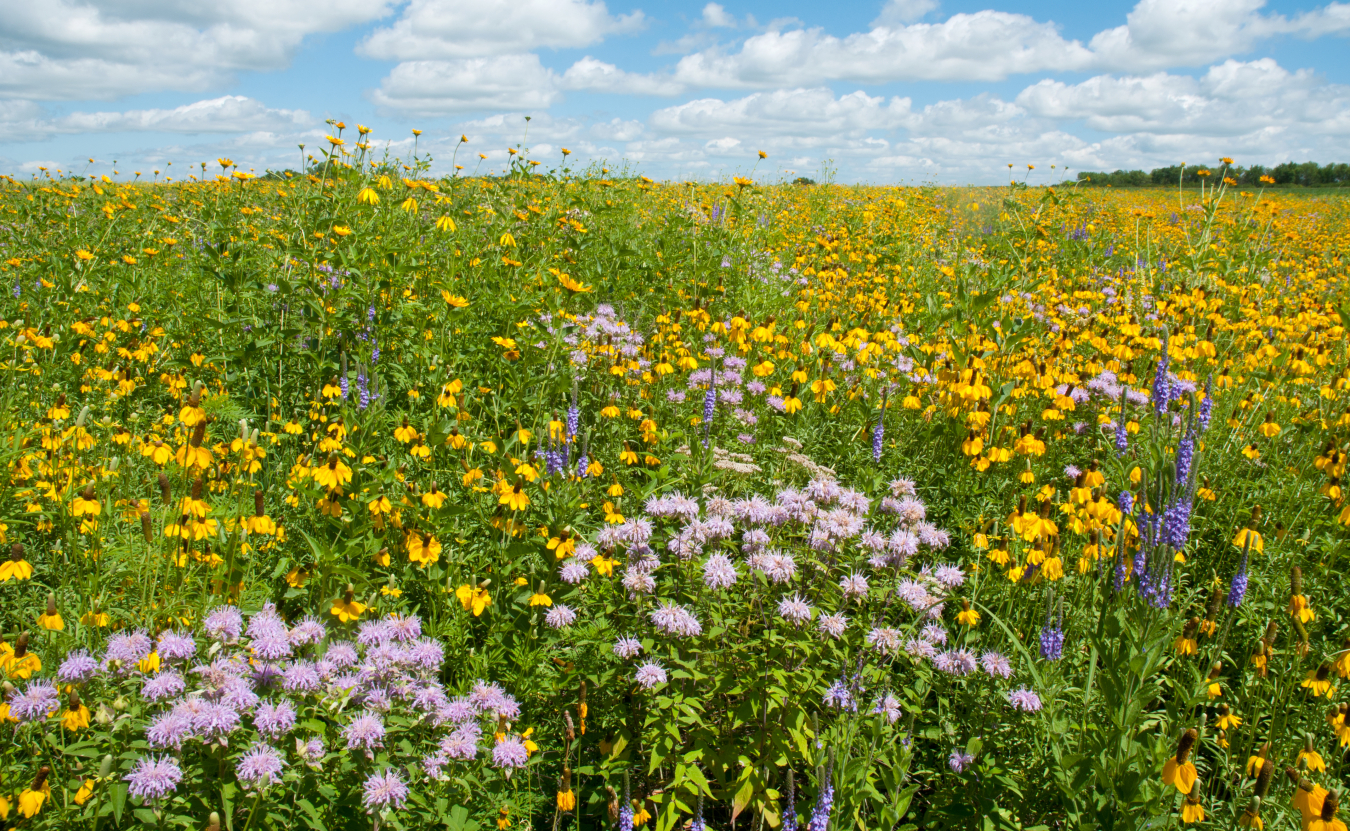 Weldon Spring Prairie of Flowers