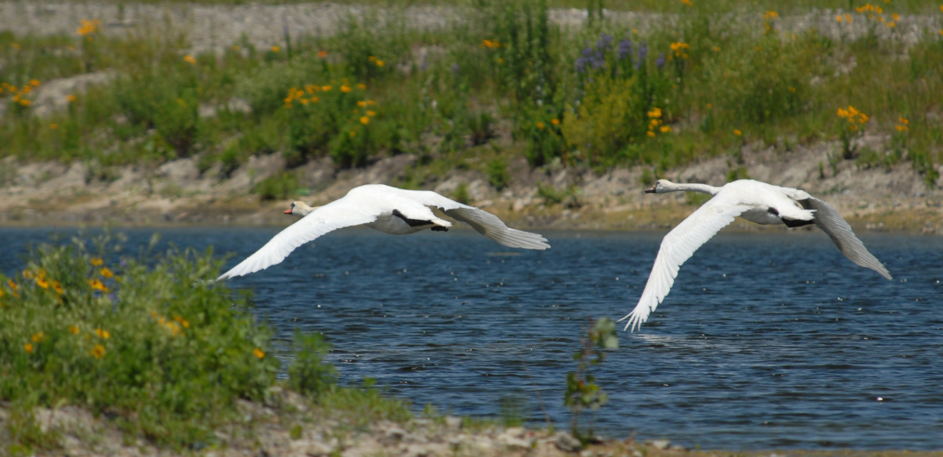 Fernald Preserve Birds