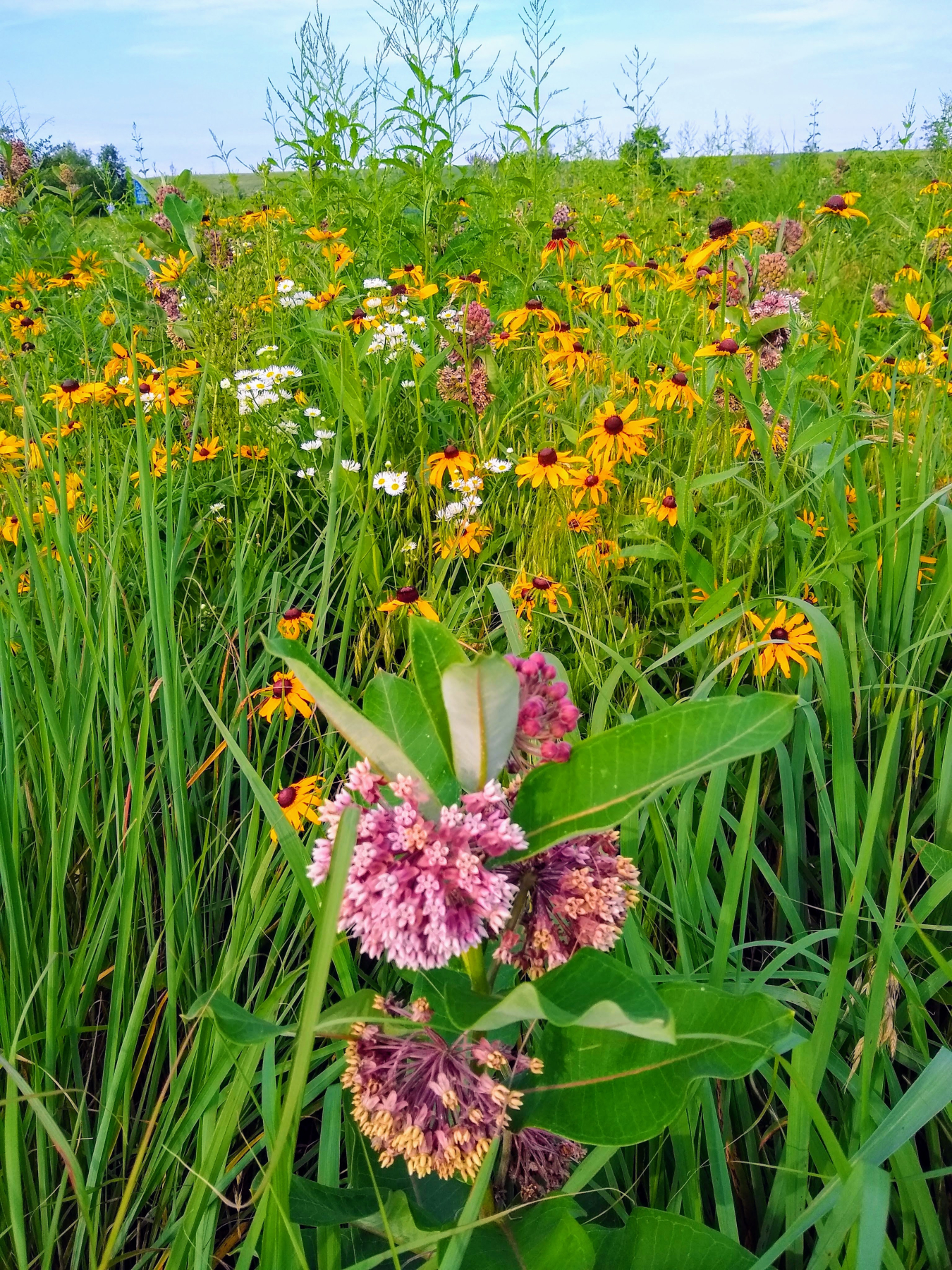 Flowers and Butterflies