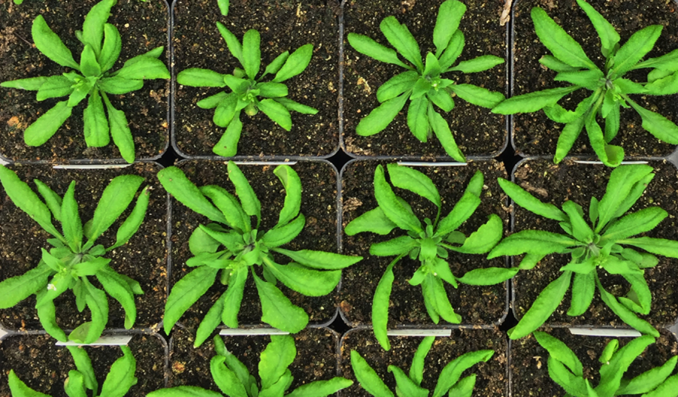 While the wild-type plant of Arabidopsis is large and healthy, the one with a mutation that keeps it from making a specific lipid is small and sick. Christoph Benning and his team have spent more than a decade understanding how plants make this lipid.