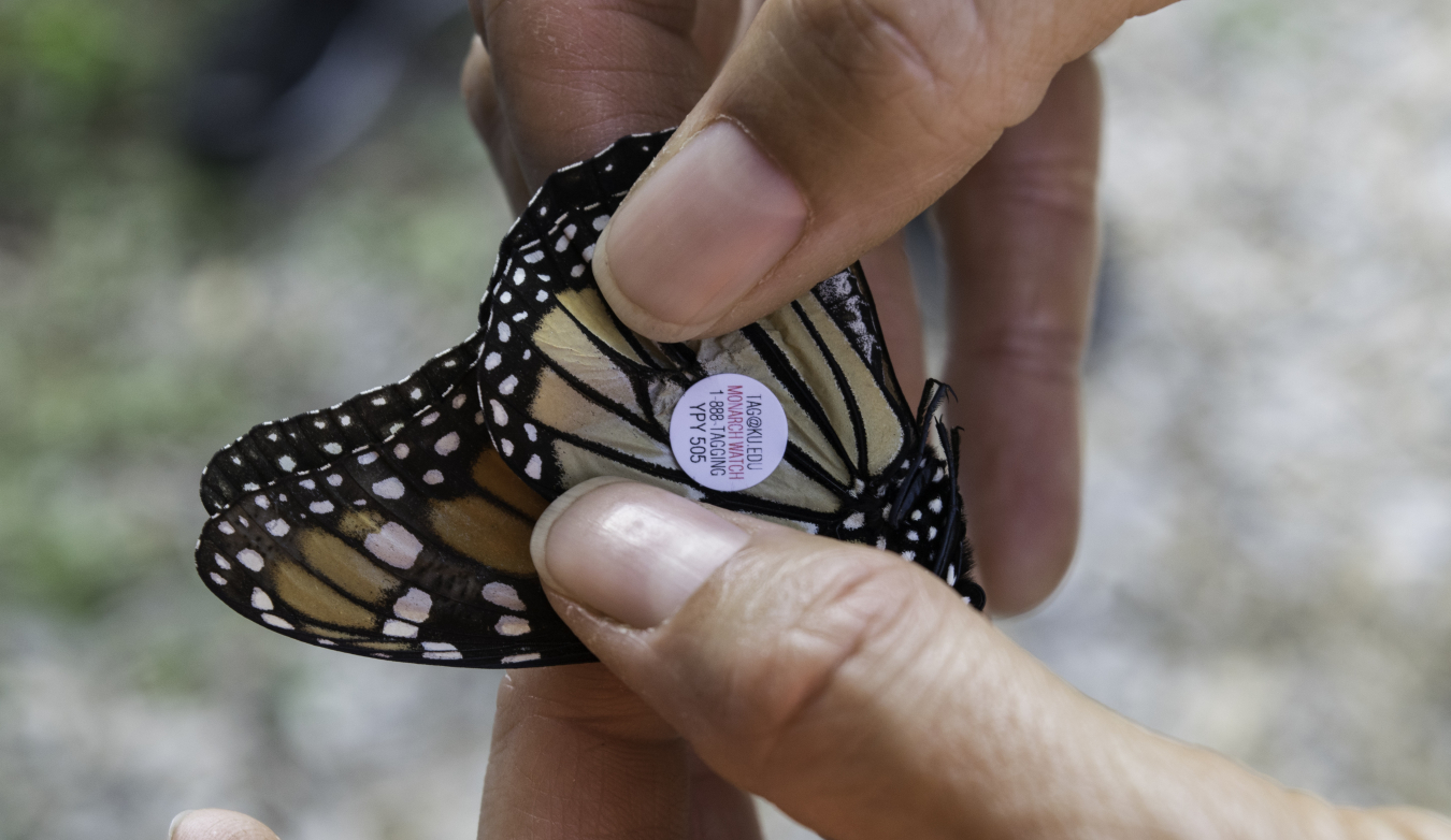 Tagging a Monarch Butterfly at Weldon Spring Site’s annual Monarch Madness Event