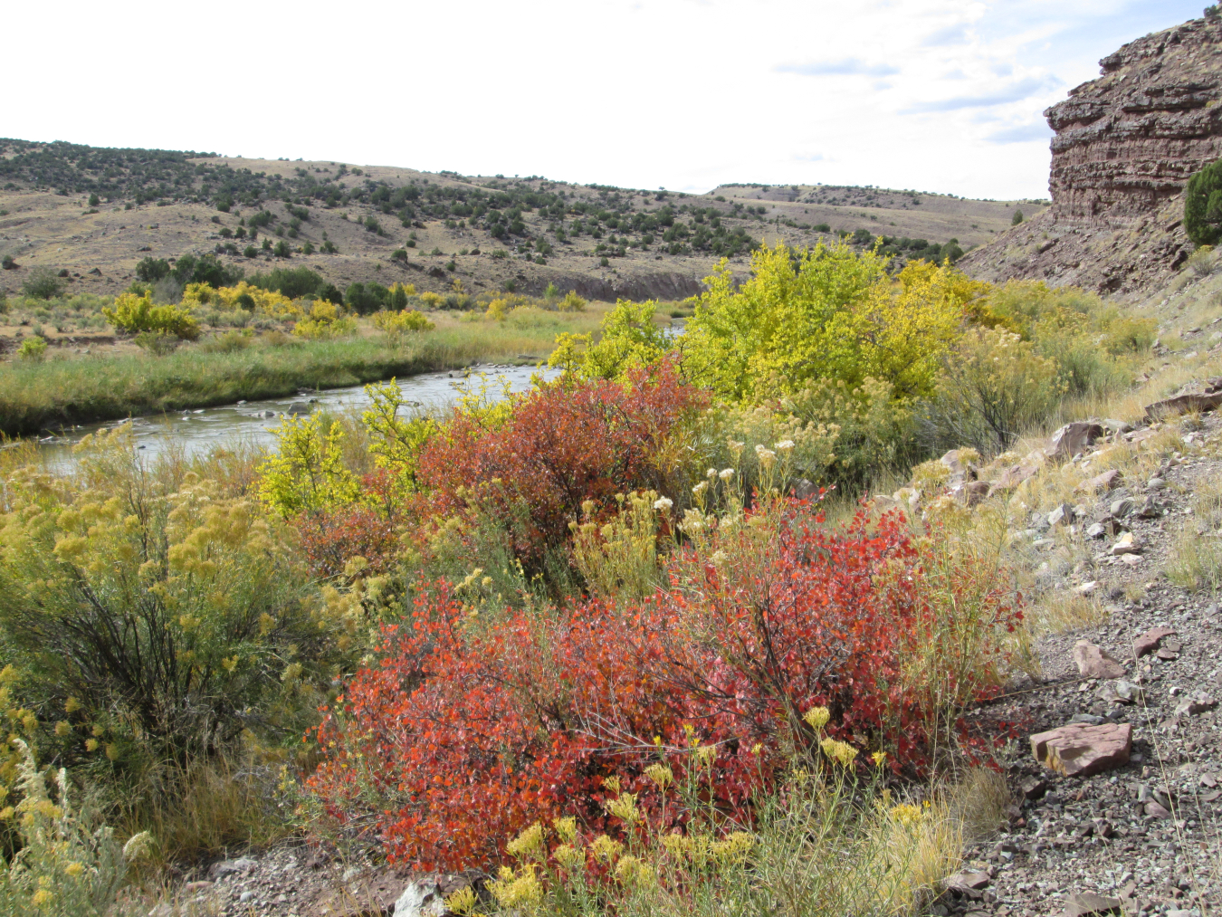 Invasive species management on ULP lease tracts along the banks of Colorado’s Dolores River has restored native plant species, improved riparian habitat, and created a healthier ecosystem.
