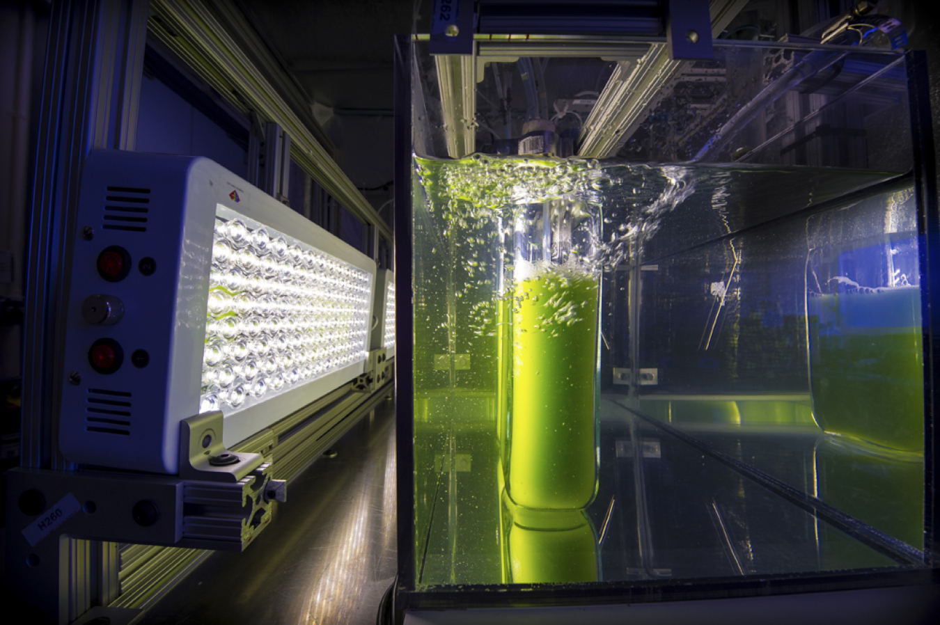 A strain of algae growing in a reactor developed by NREL.