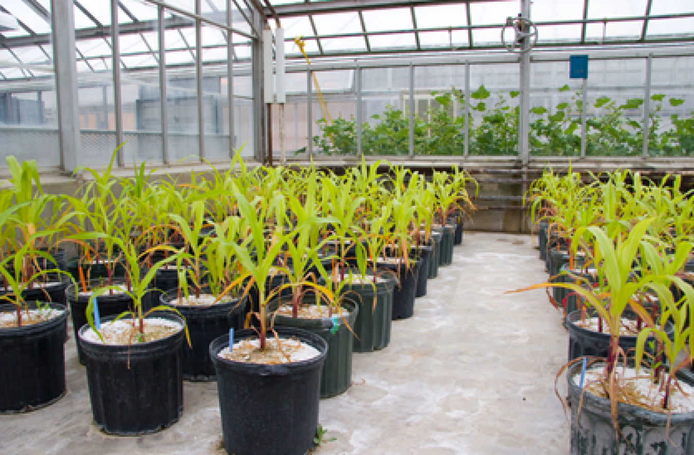 To improve the sustainability of crops and other agricultural material used for energy production, researchers are studying the associations of crop roots with fungi to improve the uptake of nutrients from the soil.