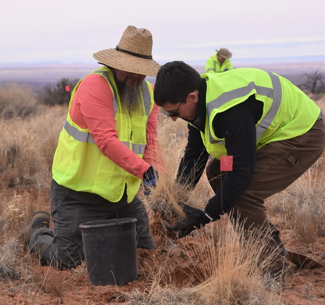 Transplanting vegetation from Canyonlands National Park to the Moab Site