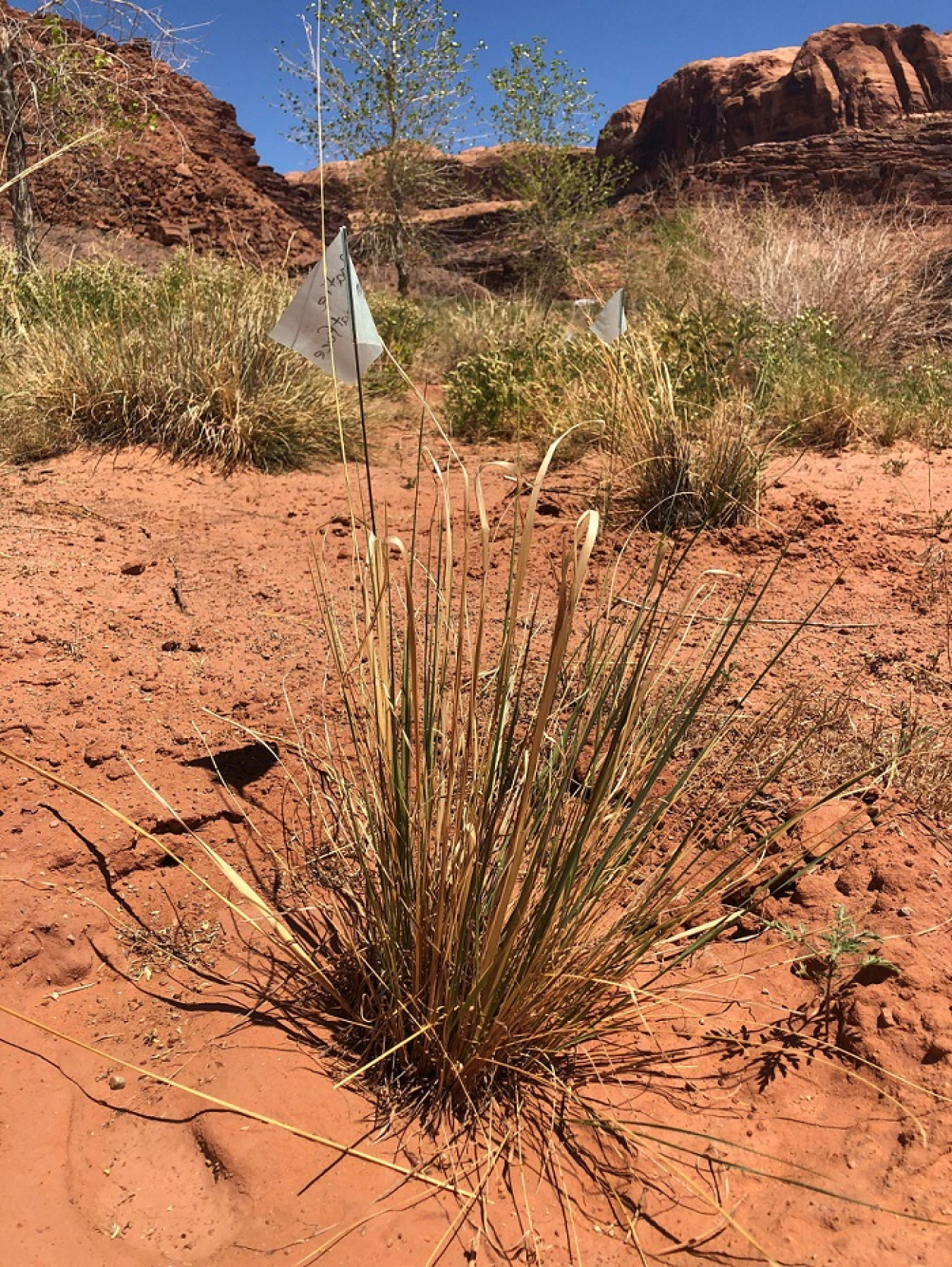 Grasses from Canyonlands National Park are shown planted at the Moab Site.