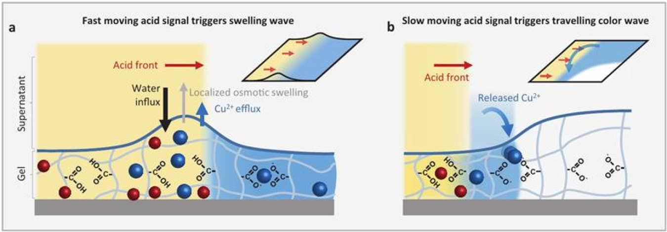 Fast acid stimulus (red) rapidly releases copper ions (Cu2+, blue) triggering swelling waves through a hydrogel (COO− groups). In contrast, a slow acid stimulus triggers traveling color waves due to rebinding of copper ions.