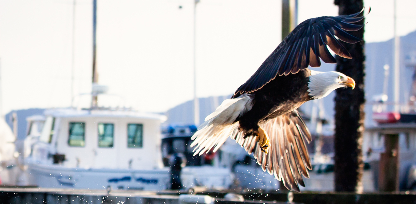 A bald eagle in flight against the backdrop of docked boats. 