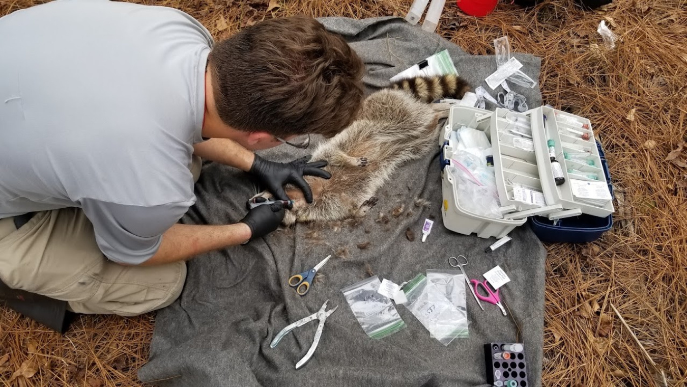 Patrick Ryan, a technician at Savannah River Ecology Laboratory, collects biological samples from a sedated raccoon.