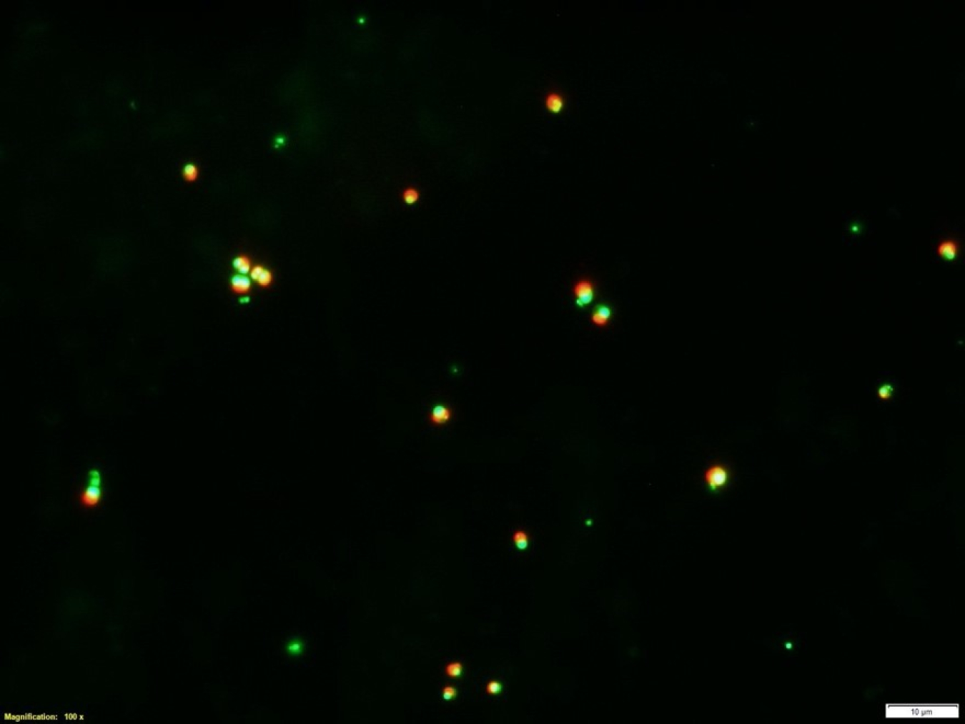 Microcospy images of P. soloecismus