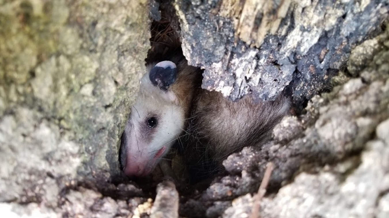 A female Virginia opossum shelters in a tree stump at the Savannah River Site.