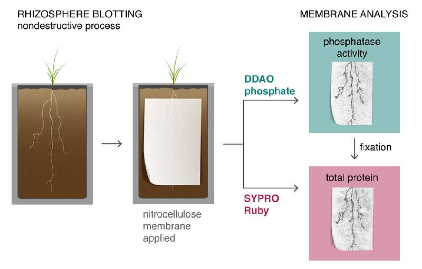 A new root blotting technique captures a biochemical imprint of plant roots growing in flat slabs. Scientists examine the imprints with fluorescent indicators to visualize the distribution and activity of phosphate-mobilizing enzymes around the roots. 