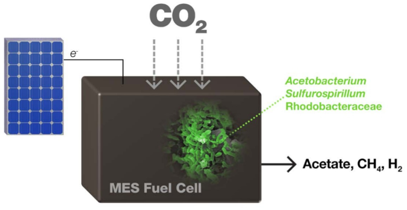 Schematic representation of a biocatalytic conversion approach to generate acetate from CO2 