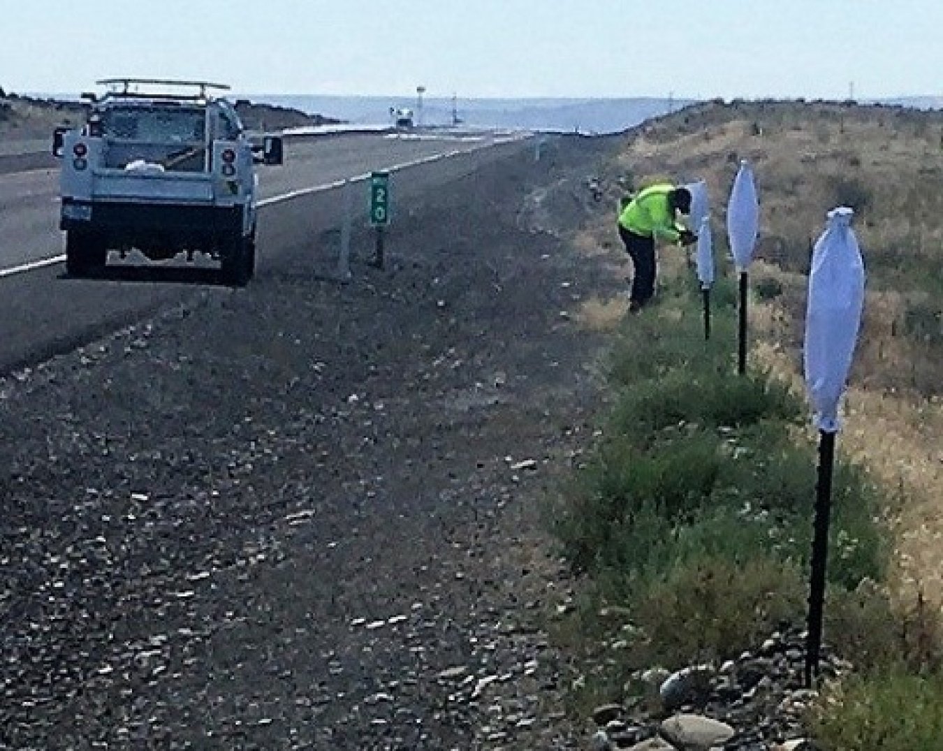 Hanford Site road maintenance worker Chris Bates covers posts with white canvas bags along a section of roadway as part of a pilot project to discourage deer and elk from crossing in front of vehicles.