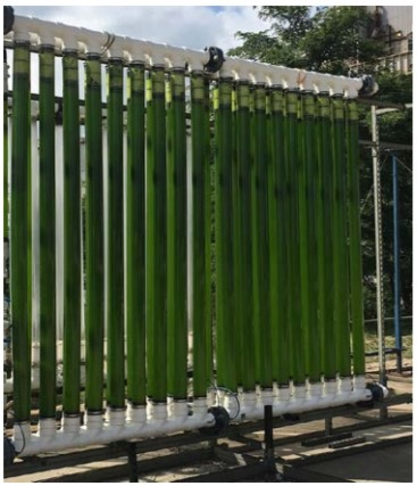 Photo-bioreactor system being field tested at a Duke Energy coal-fired power plant by the University of Kentucky.