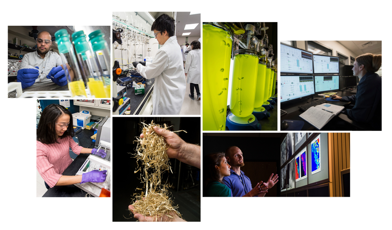 Collage of images depicting a variety of workers in the bioenergy industry: lab workers, equipment, etc.