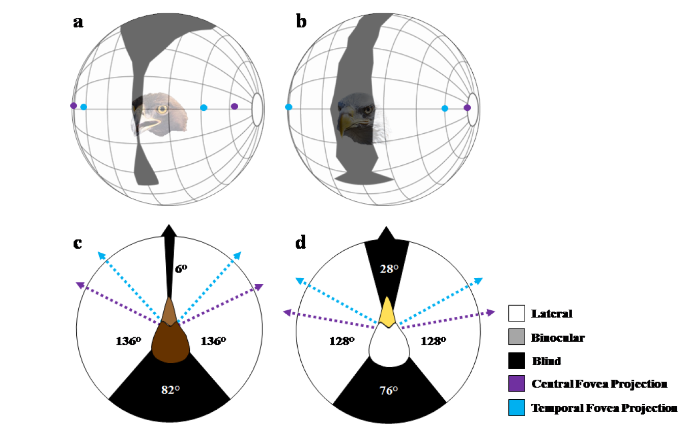 Figure showing the visual field configurations of the golden eagle and bald eagle.