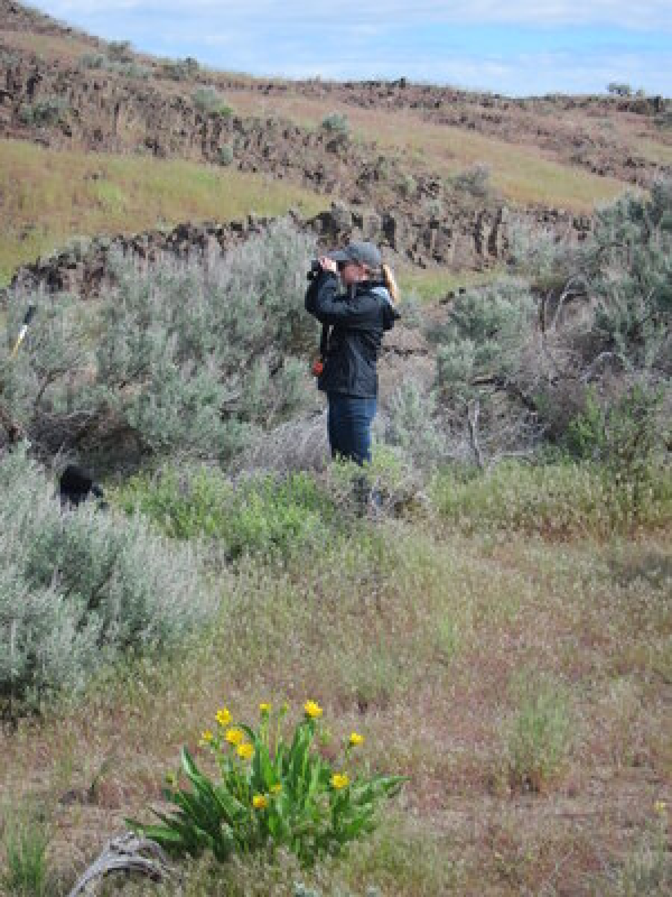 Emily Norris, an environmental scientist with EM Richland Operations Office contractor Mission Support Alliance’s ecological monitoring and compliance program, surveys wildlife in some of Hanford’s mature sagebrush habitat that make up the site’s distinct