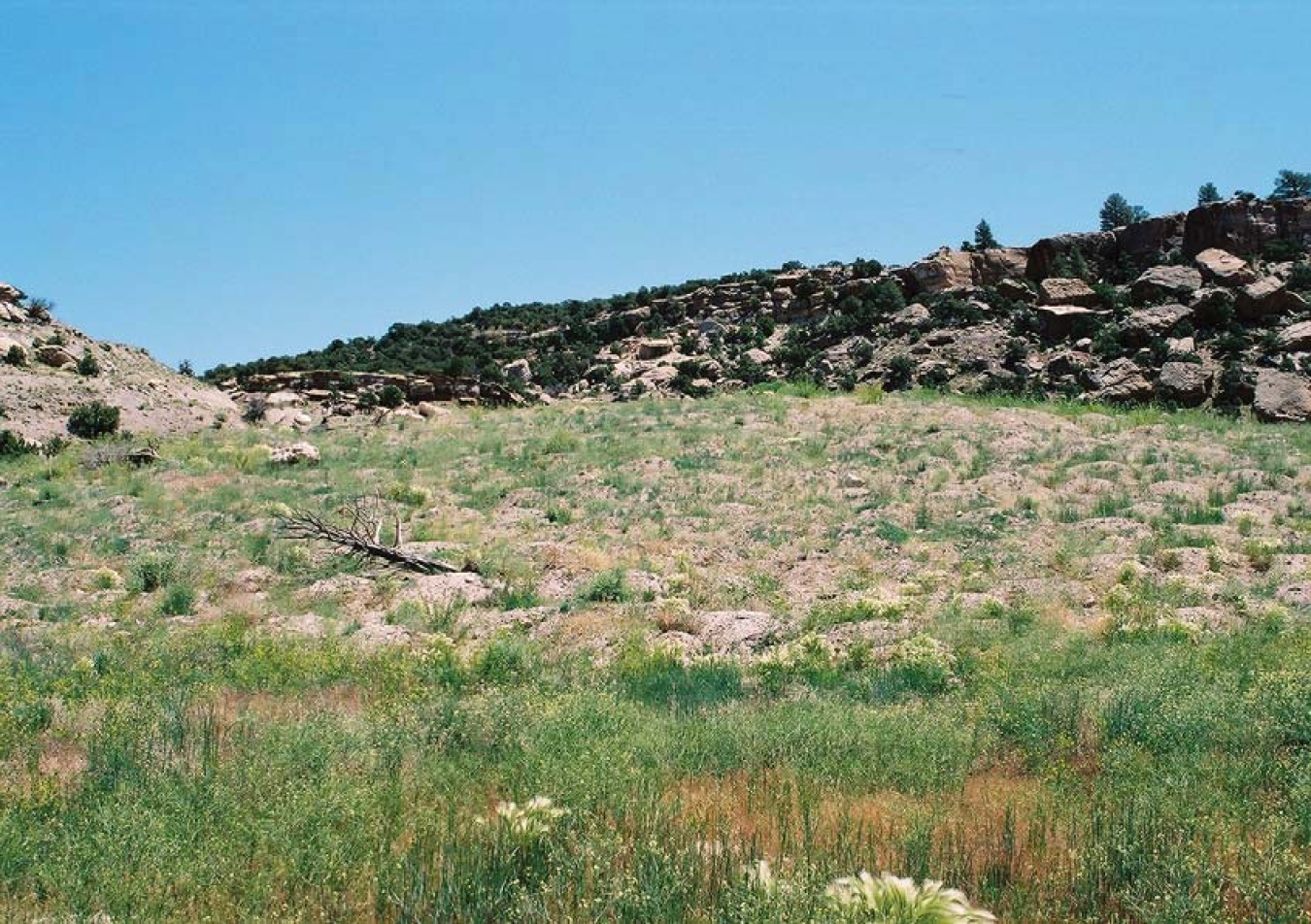 View of pocked waste rock dump, two years after reclamation.