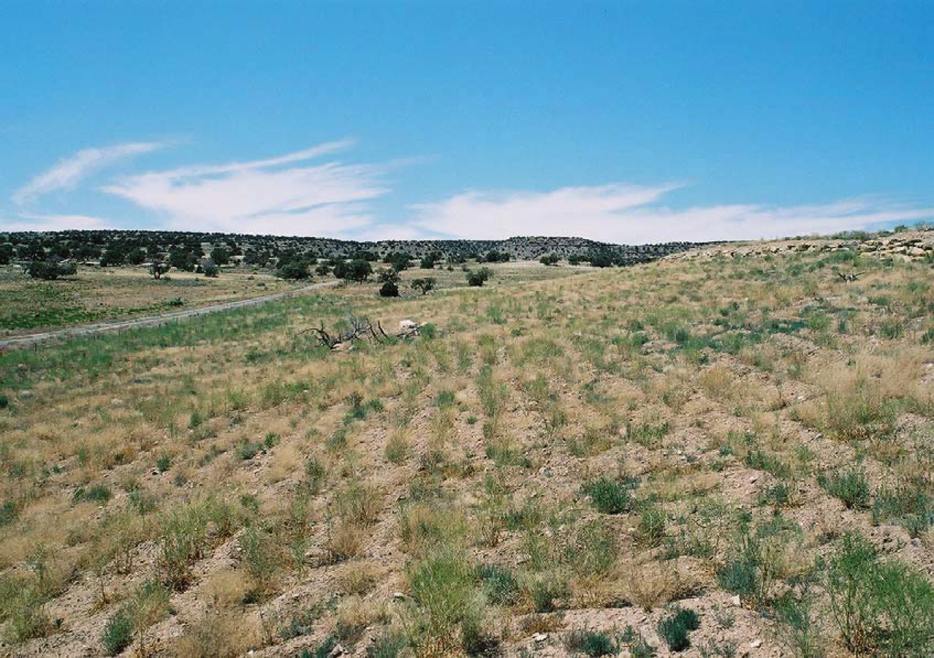 View of a ripped side slope, four years after reclamation.
