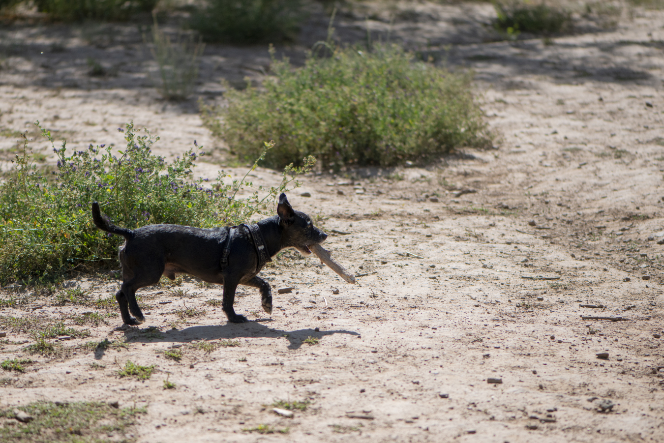 Durango Dog Park - Dog