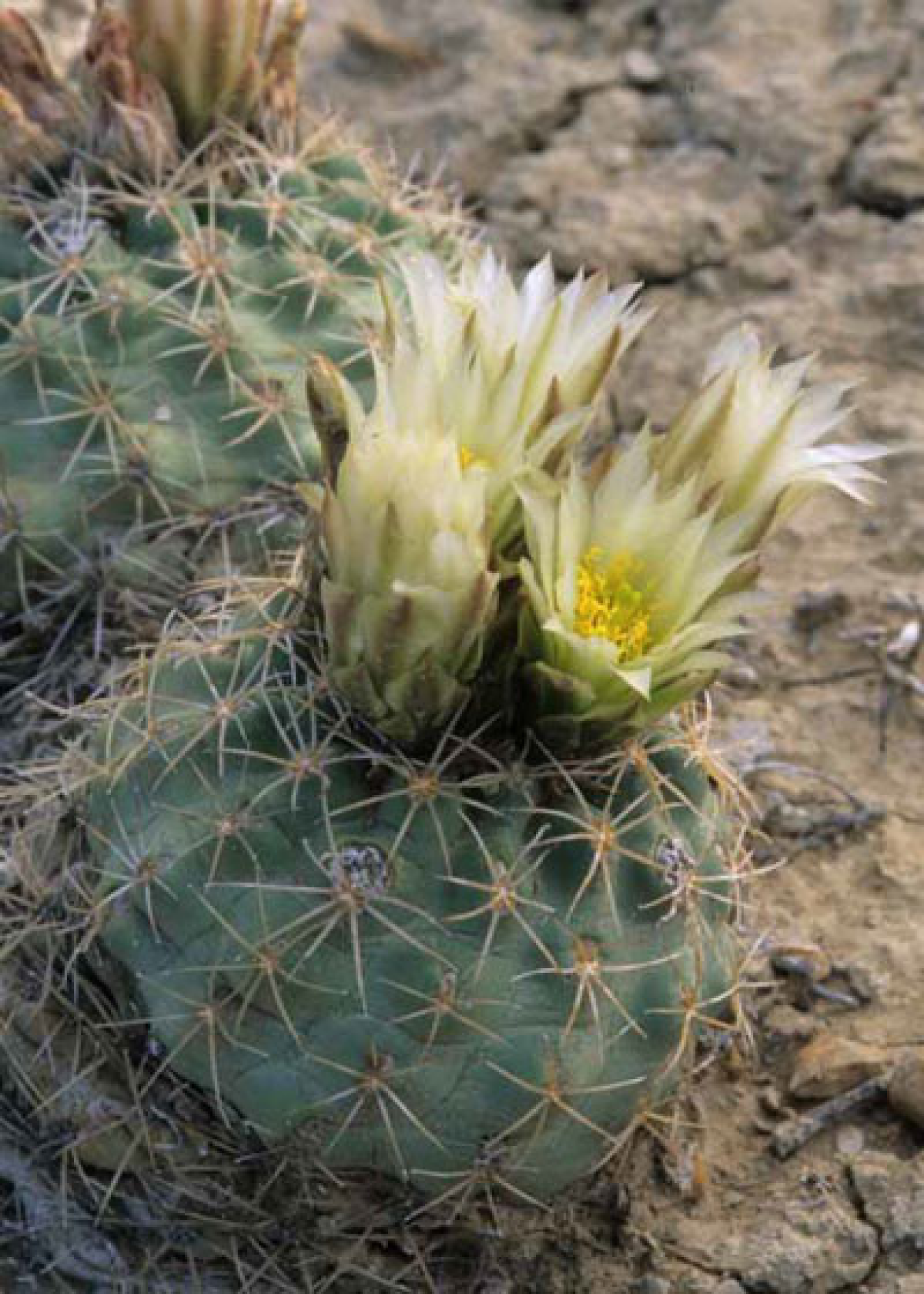 Mesa Verde cactus blooming in a wet year.