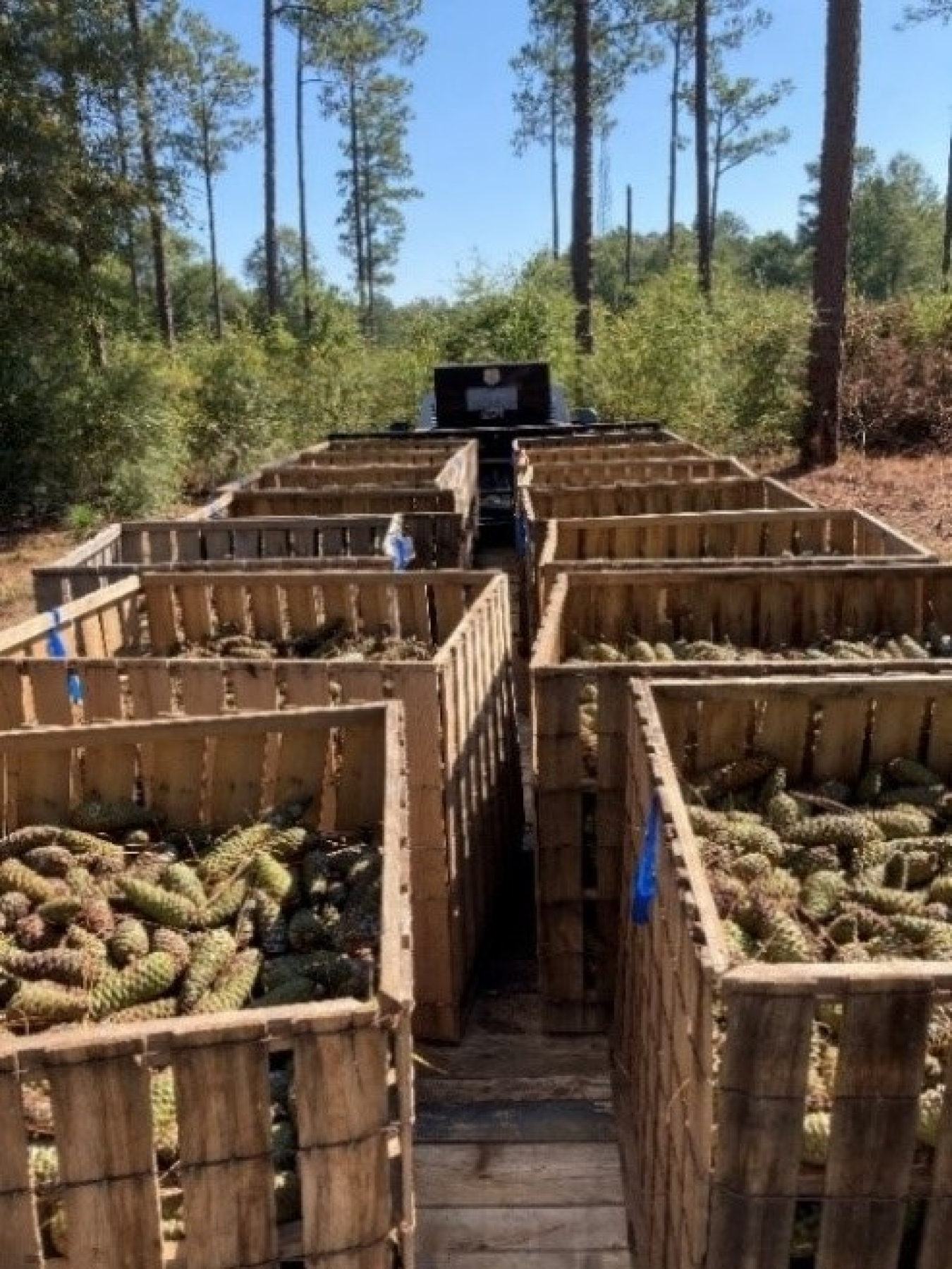 Preparing collected cones for transport to the facility where their seeds will be extracted and eventually planted.