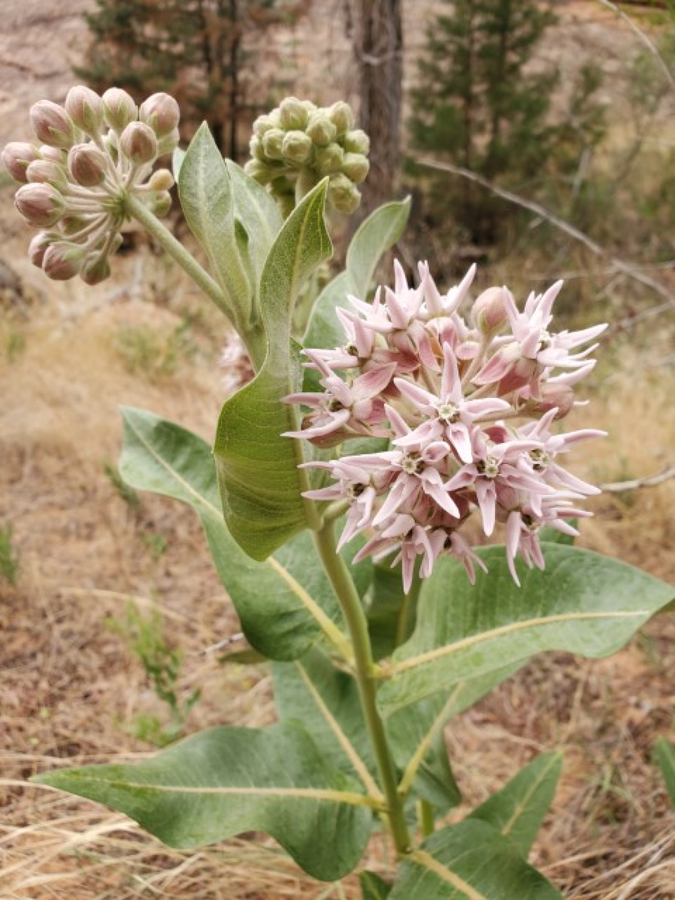 Showy milkweed, found in moist areas at the Bluewater disposal site, is essential for the survival of monarch butterflies.