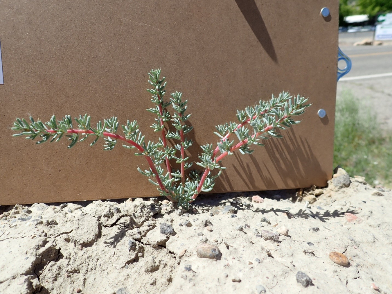 This alien, noxious weed species, known as “saltlover” or “halogeton” was found all over the Naturita disposal site before ecologists controlled it with a specialized herbicide. 