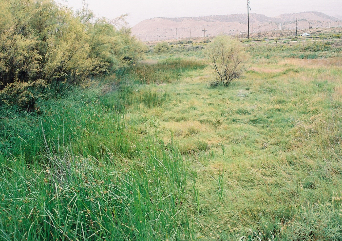 Wetlands at the New Rifle processing site in Rifle, Colorado