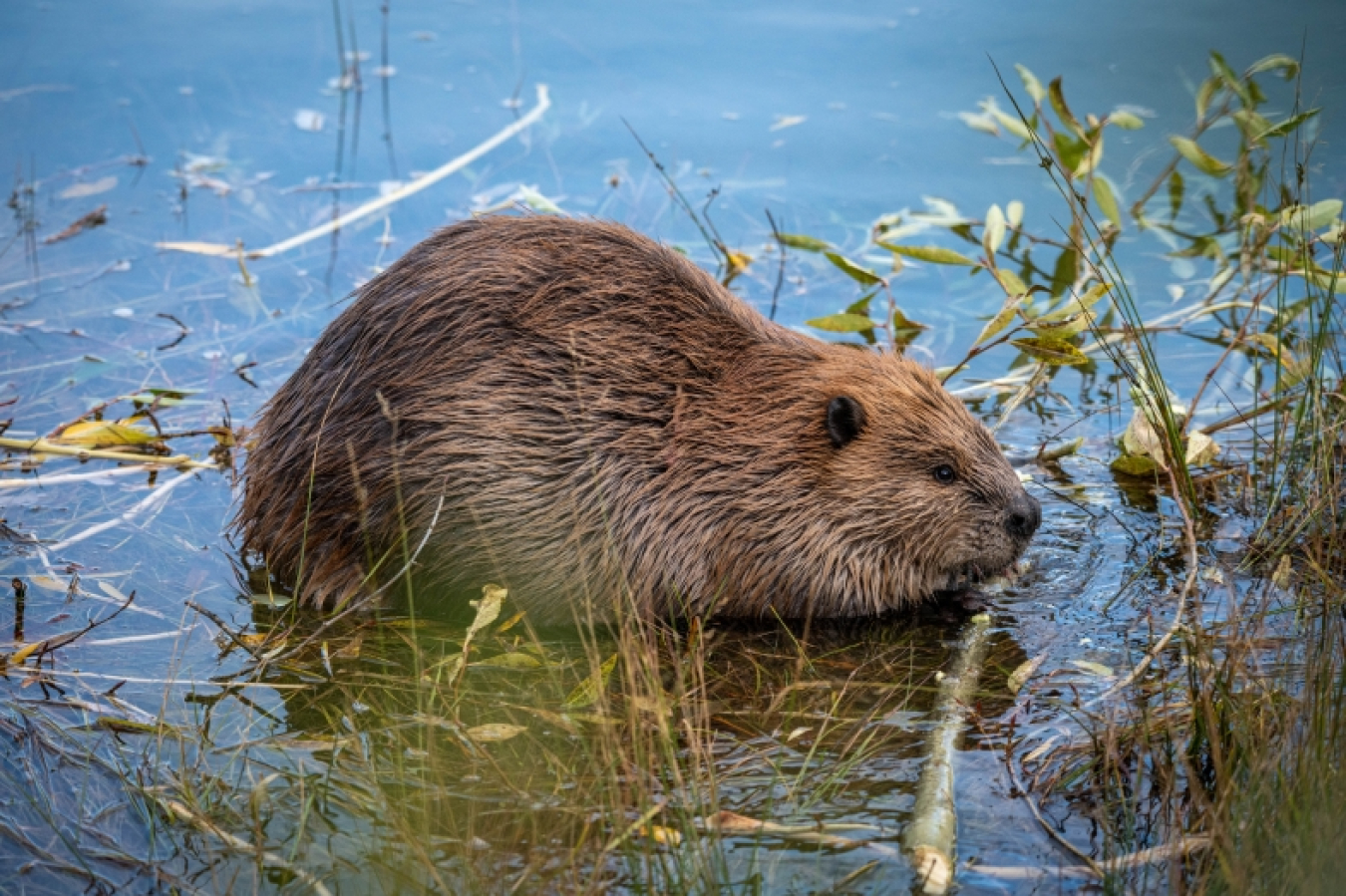 Fernald Beaver Dam Build-Off Challenge
