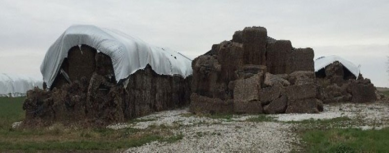 Fieldside storage of corn stover bales in Iowa. Researchers have found that under suboptimal storage conditions, biomass polymers can break down which can cause stacks of biomass to collapse or deform. Photo by Idaho National Laboratory (INL)  