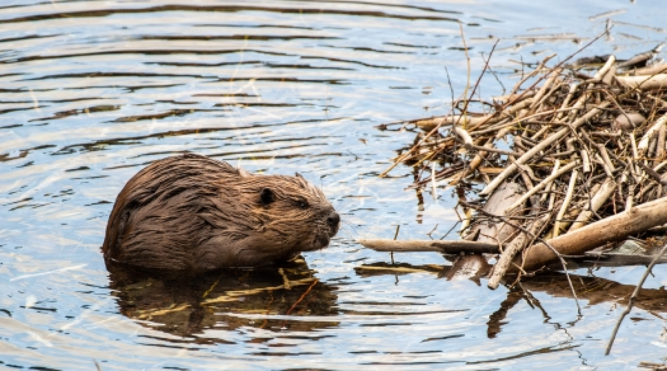 The Great Beaver Dam Build-Off: Engineering… Naturally! | Department Of  Energy
