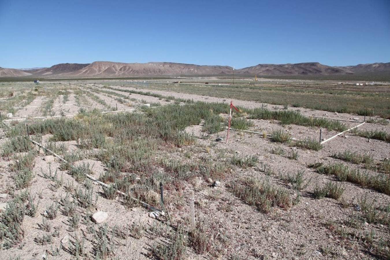A view of the revegetation portions of the Nevada National Security Site Radioactive Waste Management Complex acreage.