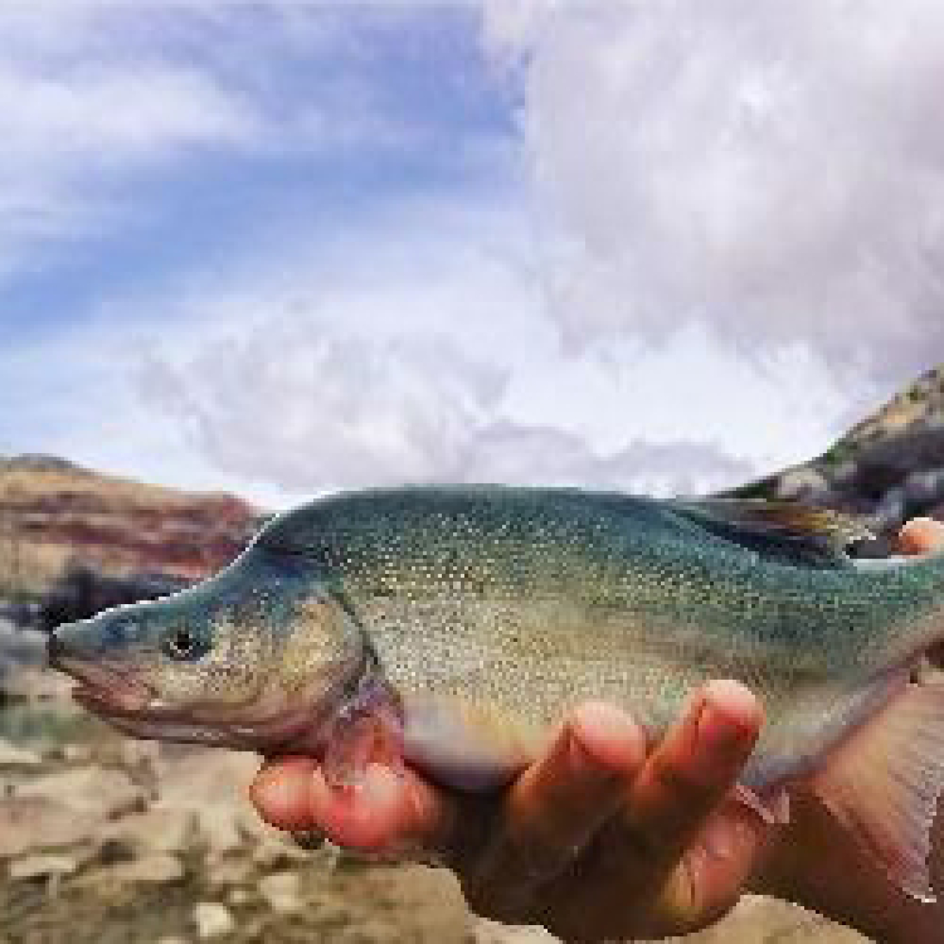 The endangered humpback chub.