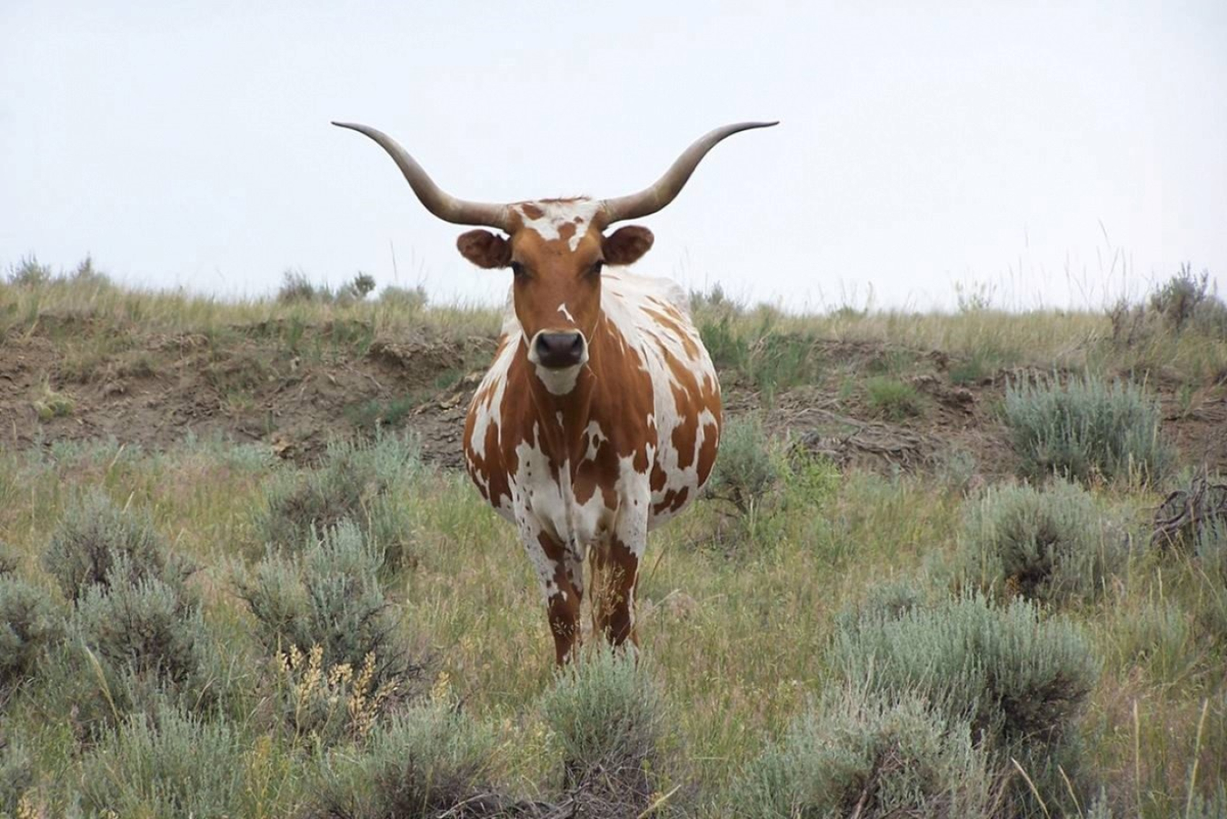 Longhorn cow grazing on a DOE disposal site.