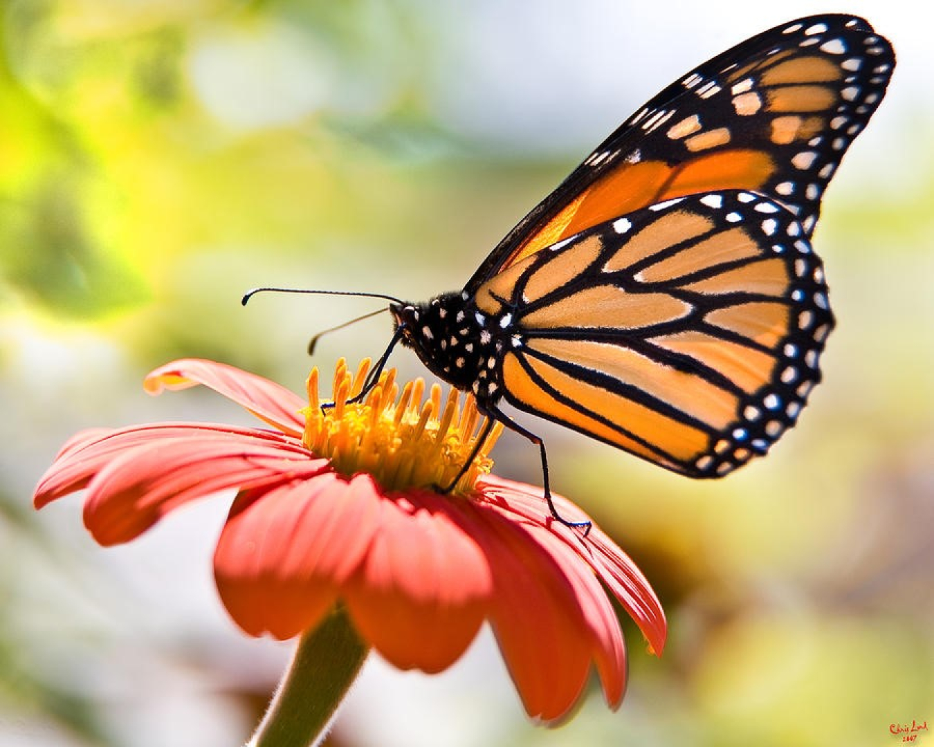 In 2019, U.S. Department of Energy ecologists noticed naturally growing western whorled milkweed, or horsetail milkweed growing at the Ambrosia Lake site. 