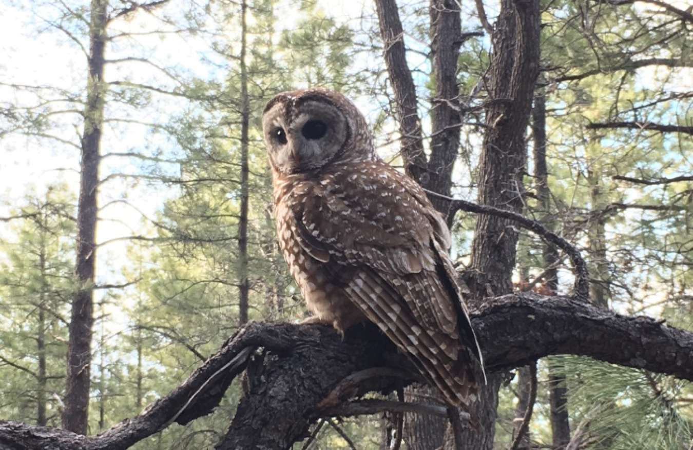 The Mexican spotted owl, which finds a home in northern New Mexico’s canyons and forests, is a threatened species that the EM Los Alamos Field Office and contractor N3B strive to protect. (Photo courtesy of Don Ulrich, taken in Flagstaff, Arizona.)
