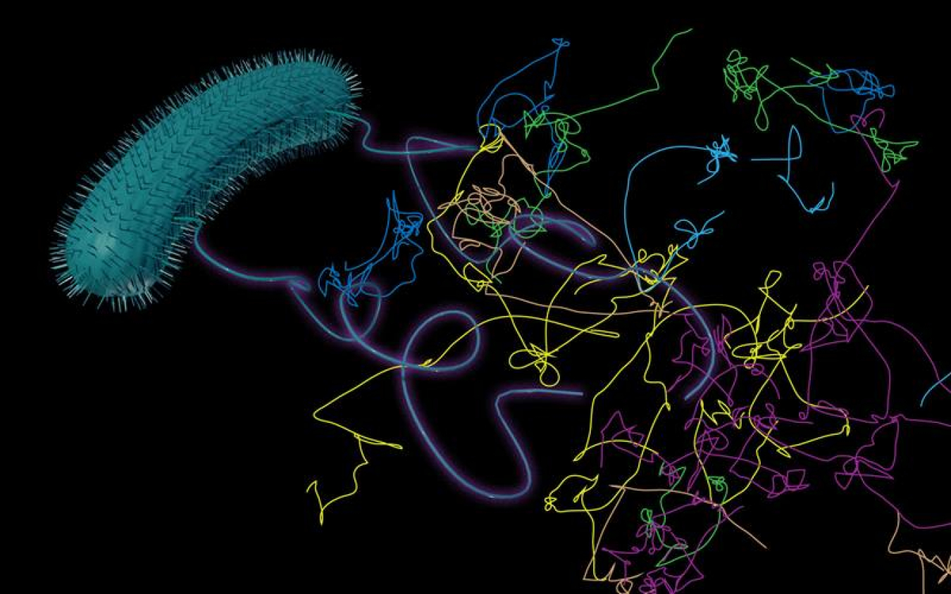 Scientists are studying the “run and tumble” pathways of certain bacteria to improve reactive transport models.