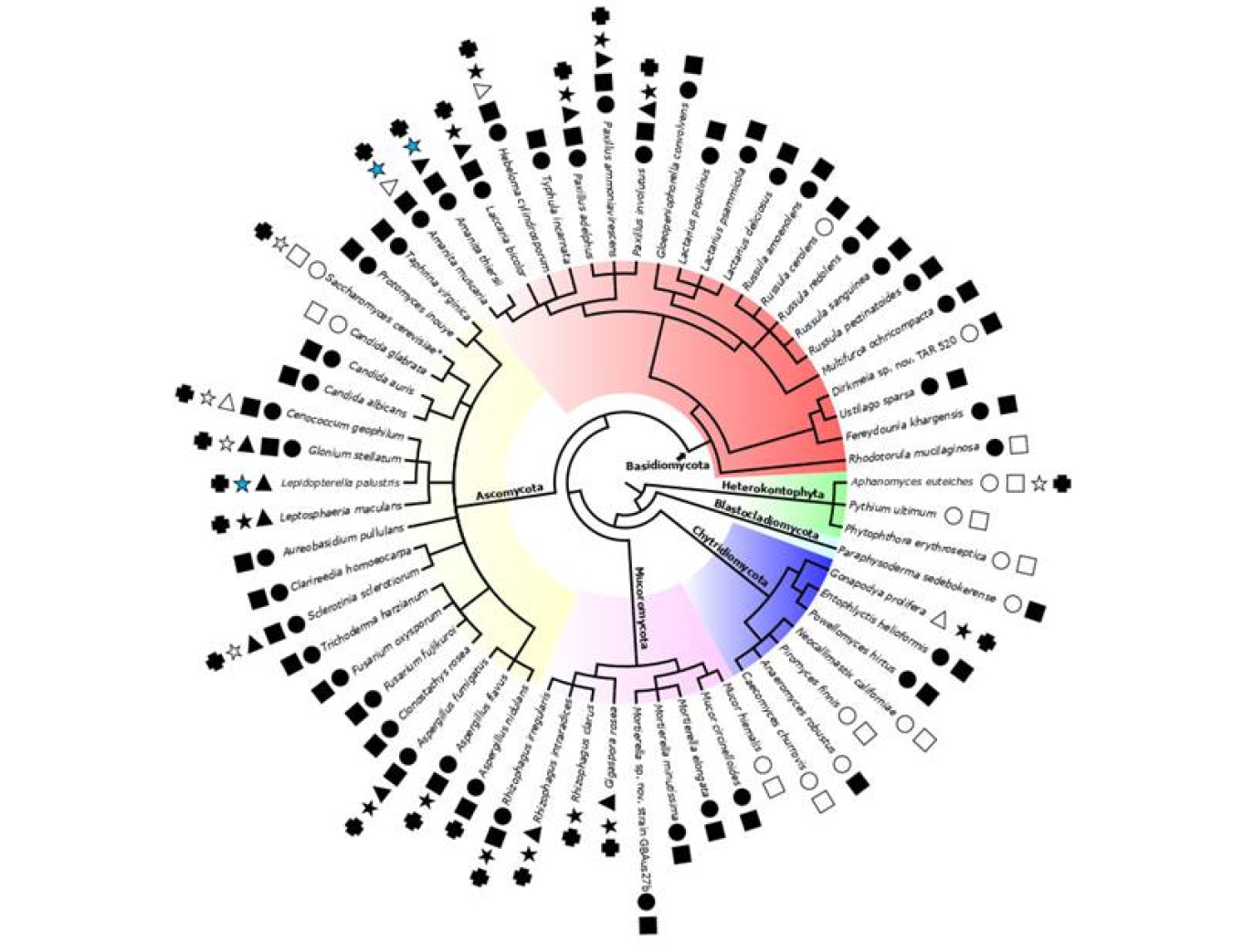 Black symbols show where scientists discovered the communications compounds called lipo-chitooligosaccharides in 59 species of fungi and three species of oomycetes (water molds).