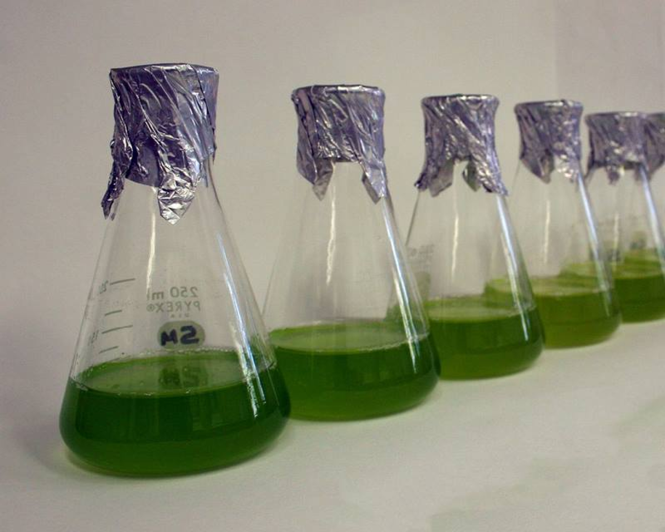 Liquid cultures of the photosynthetic, unicellular green alga, Chlamydomonas reinhardtii. The dark green color comes from abundant chlorophyll. RNA collected from this species revealed that many genes are grouped in functional clusters.