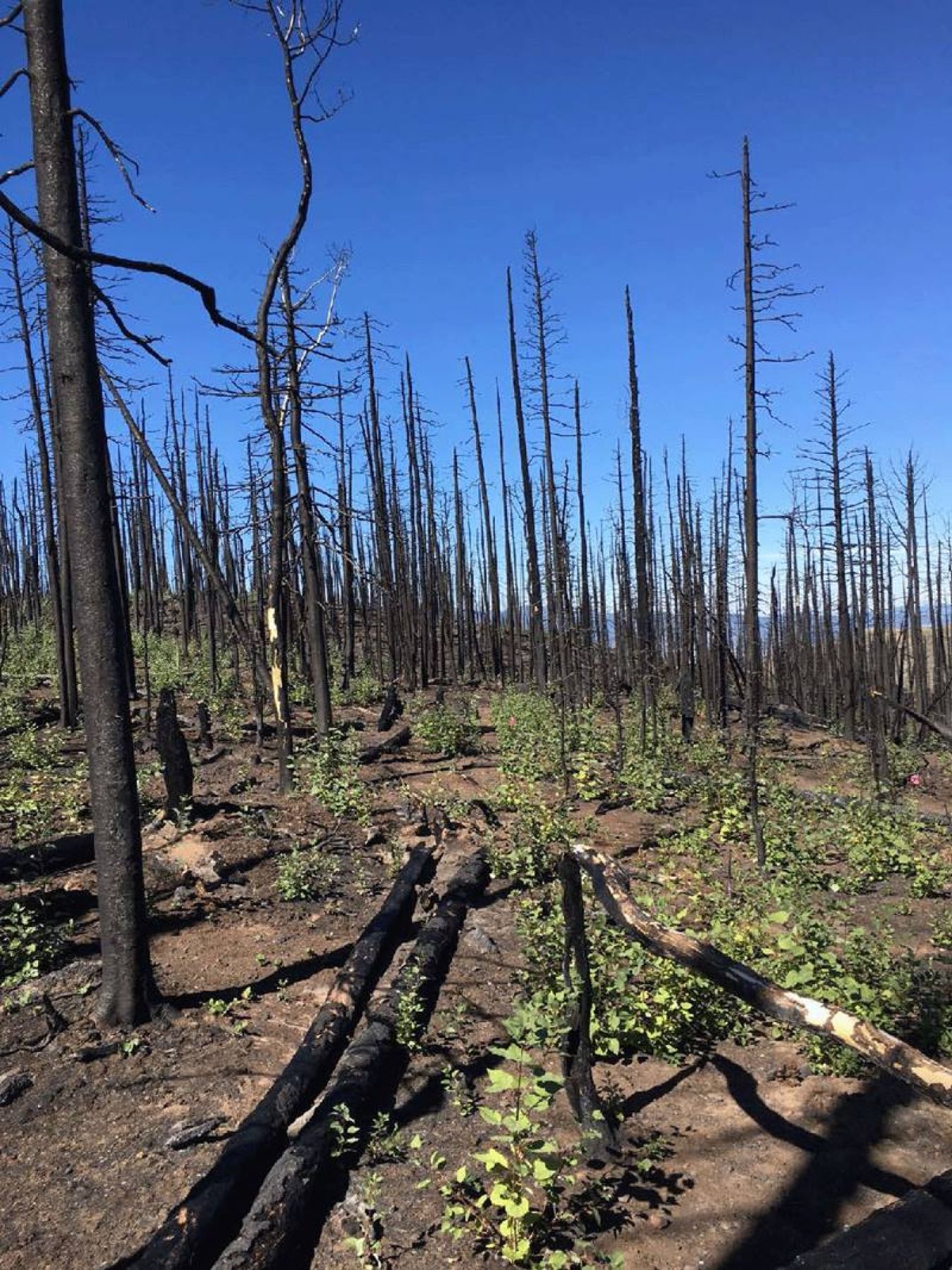 Fires—including deliberate fires for land management—affect the entire microbiome of aspen groves.