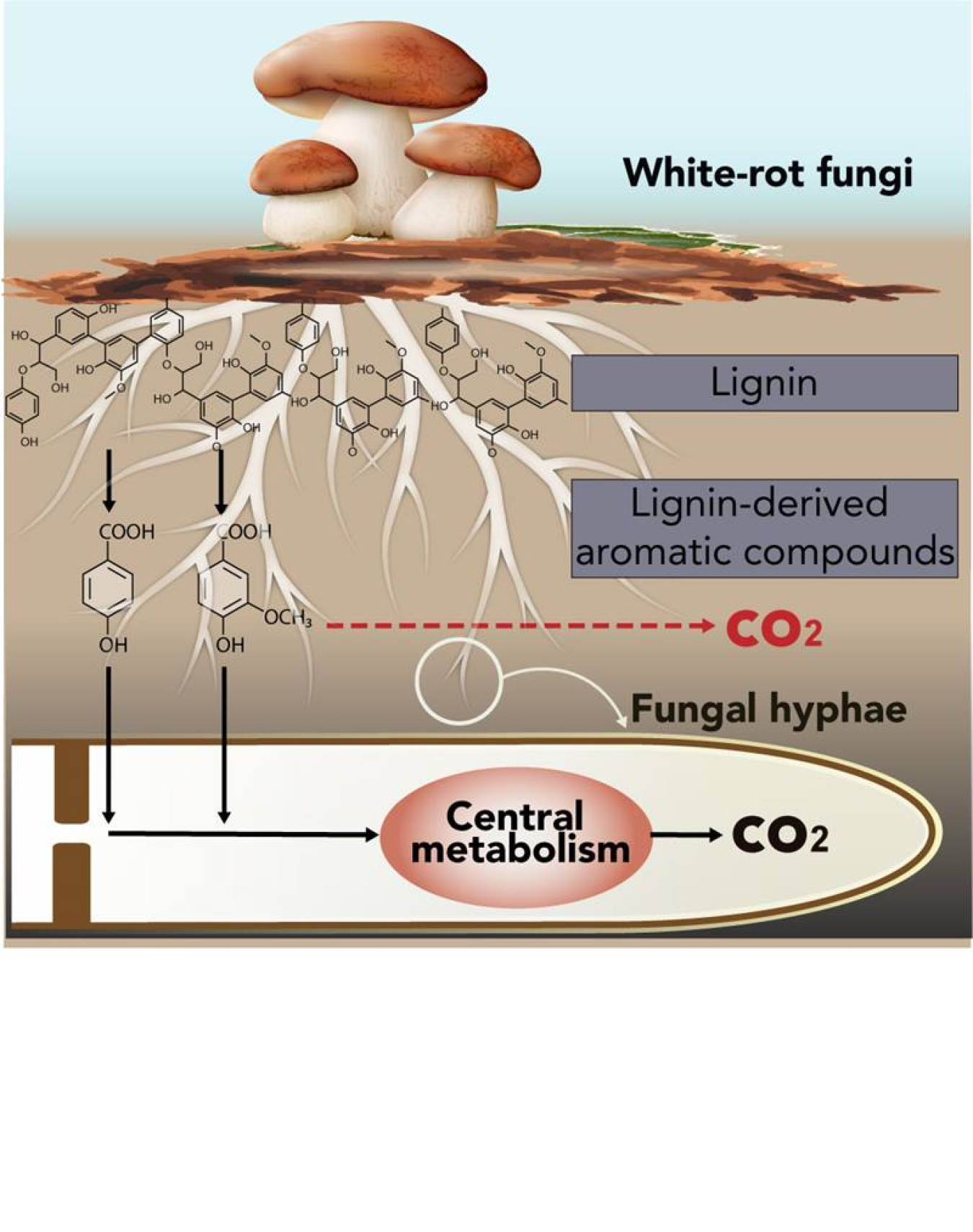 White-rot fungi break down lignin and convert it into carbon dioxide and water. A new study reveals that these fungi incorporate lignin-breakdown products into their central metabolism.
