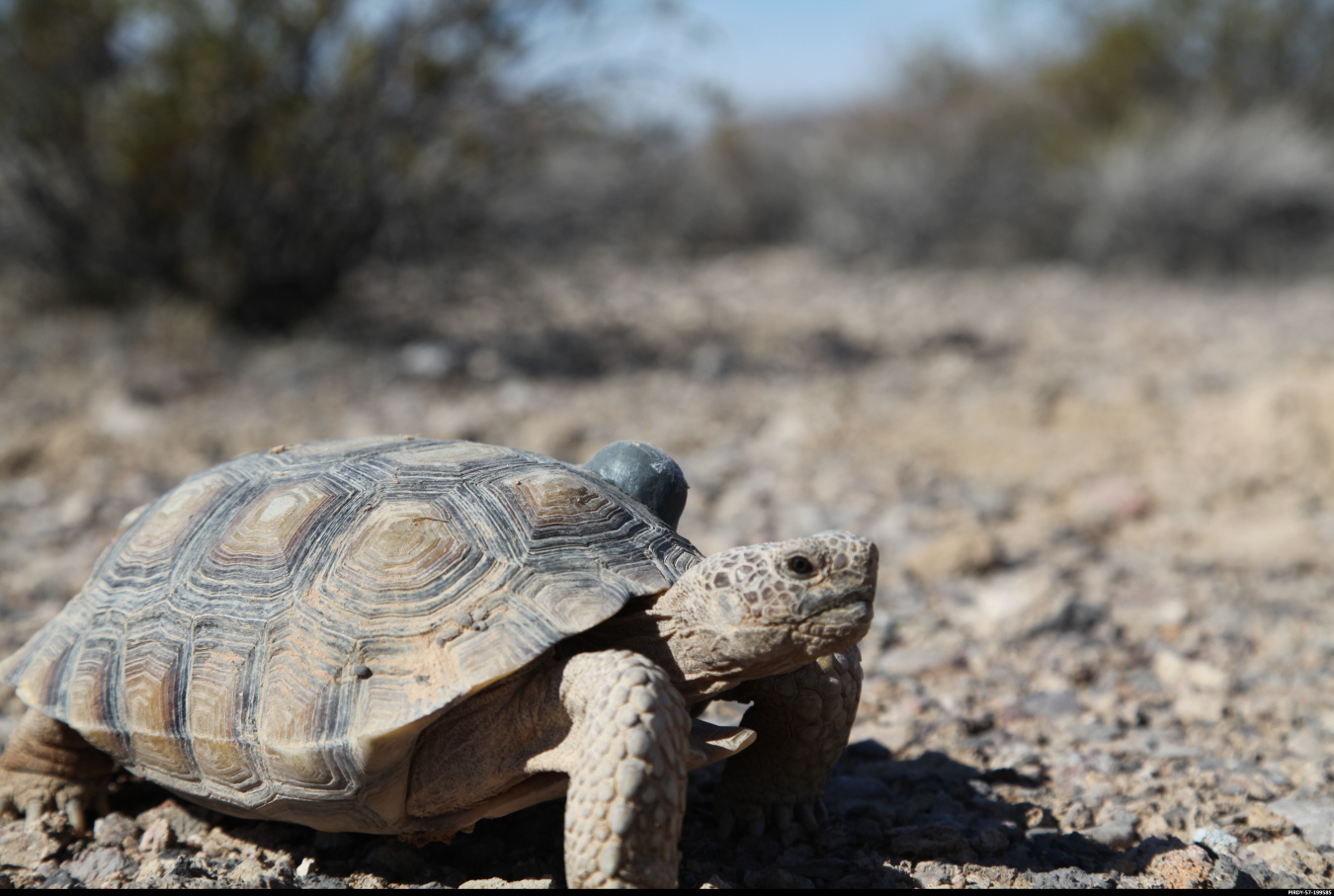 Desert tortoise at the NNSS